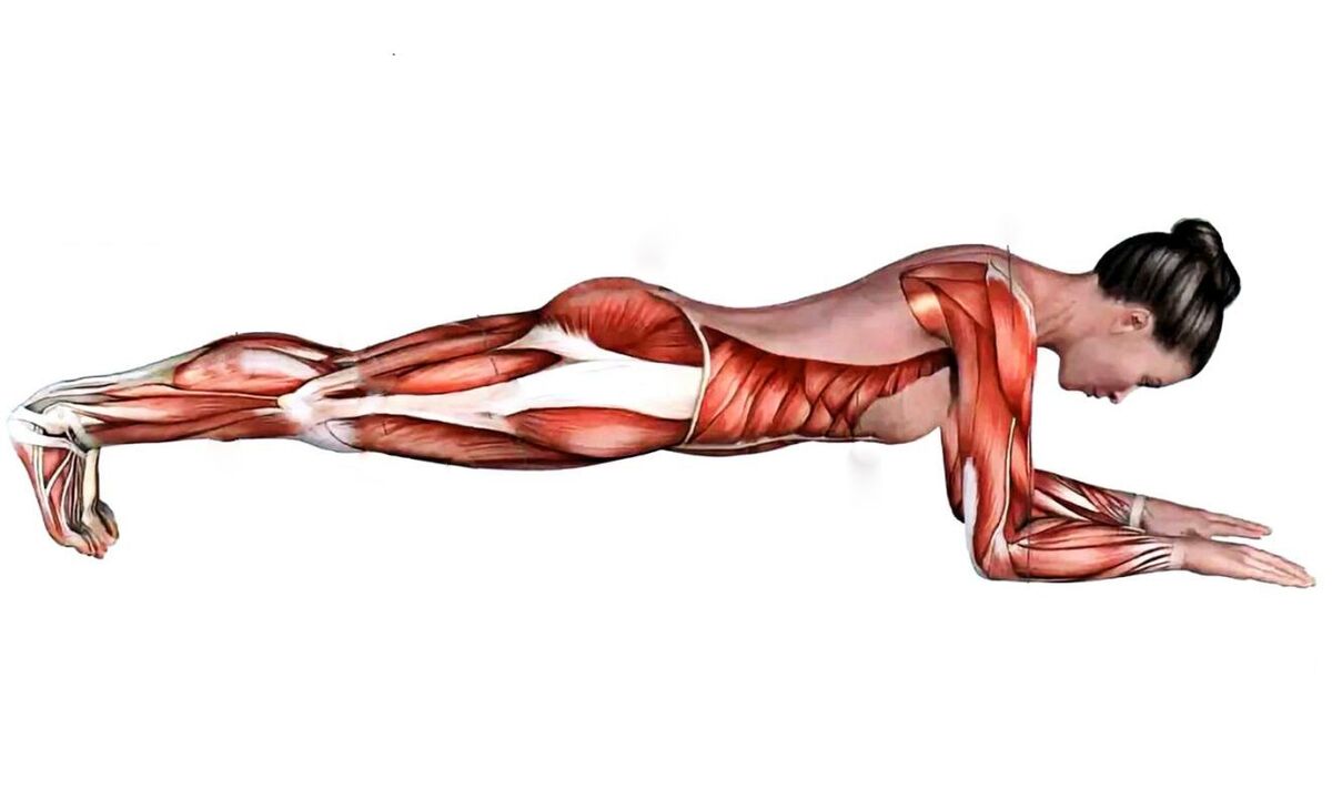 Which muscles work during plank